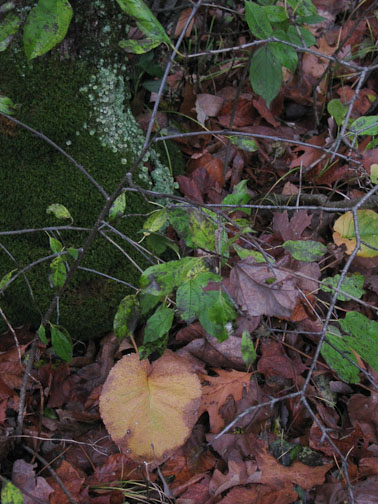 forest floor